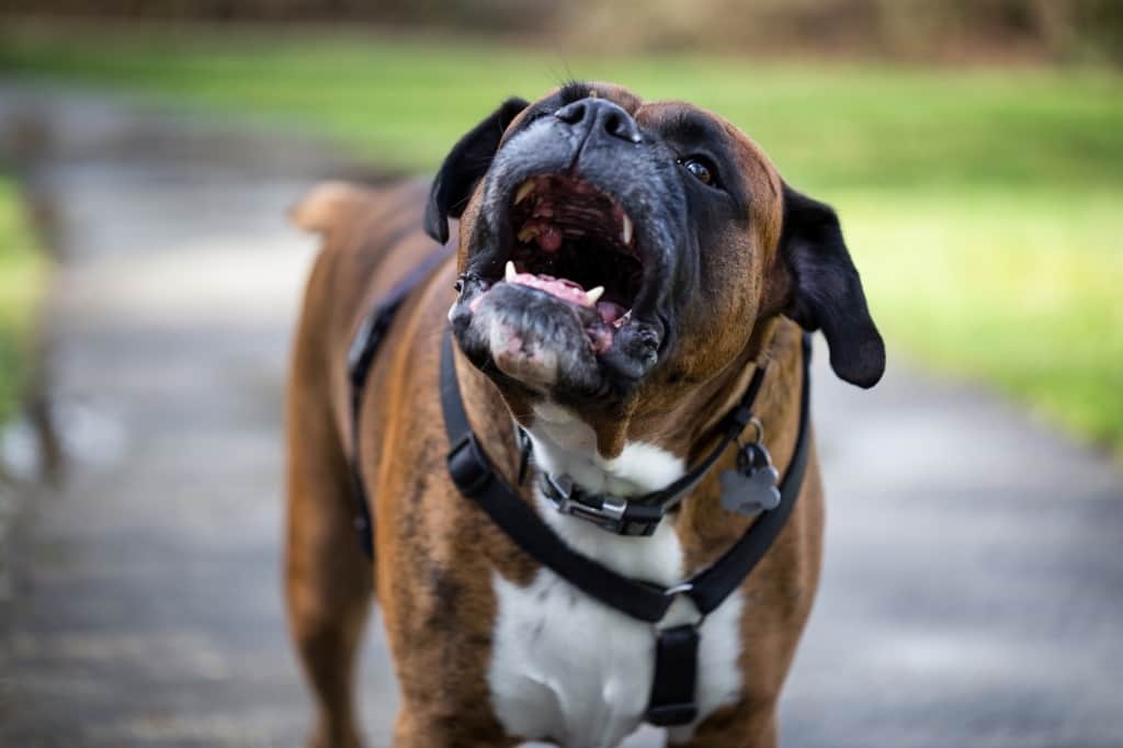 Aggressive Boxer Dog