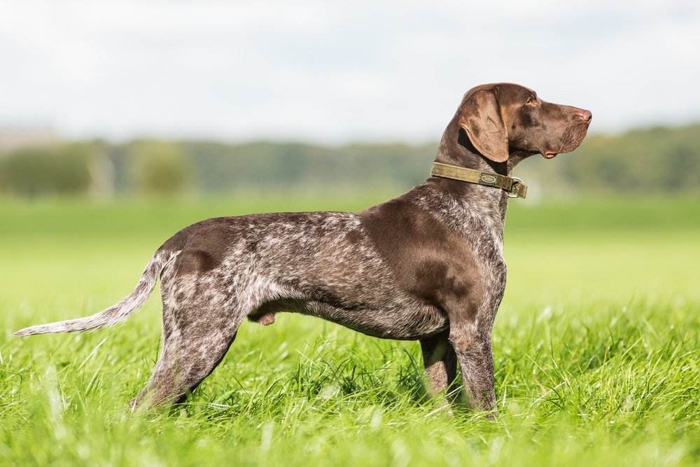 German Shorthaired Pointer