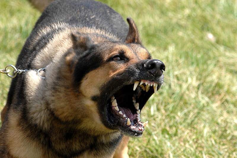 Aggressive German Shepherd Dog