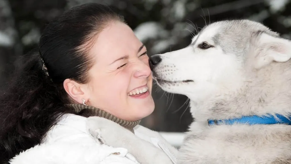 Siberian Husky Relationship with their owner 