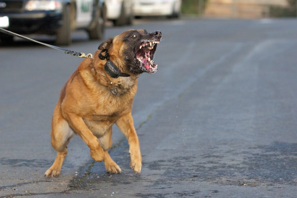 Aggressive Bullmastiff Dog