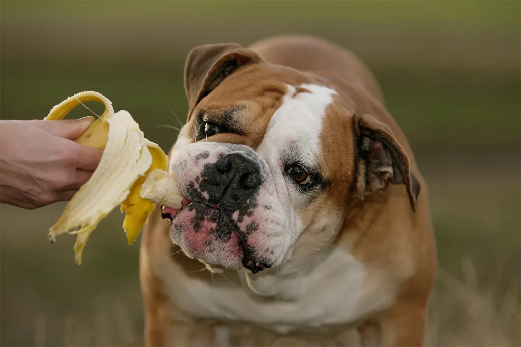 bulldog eating banana