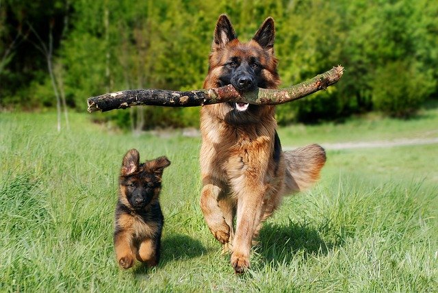 Training German Sheoherd Dog 