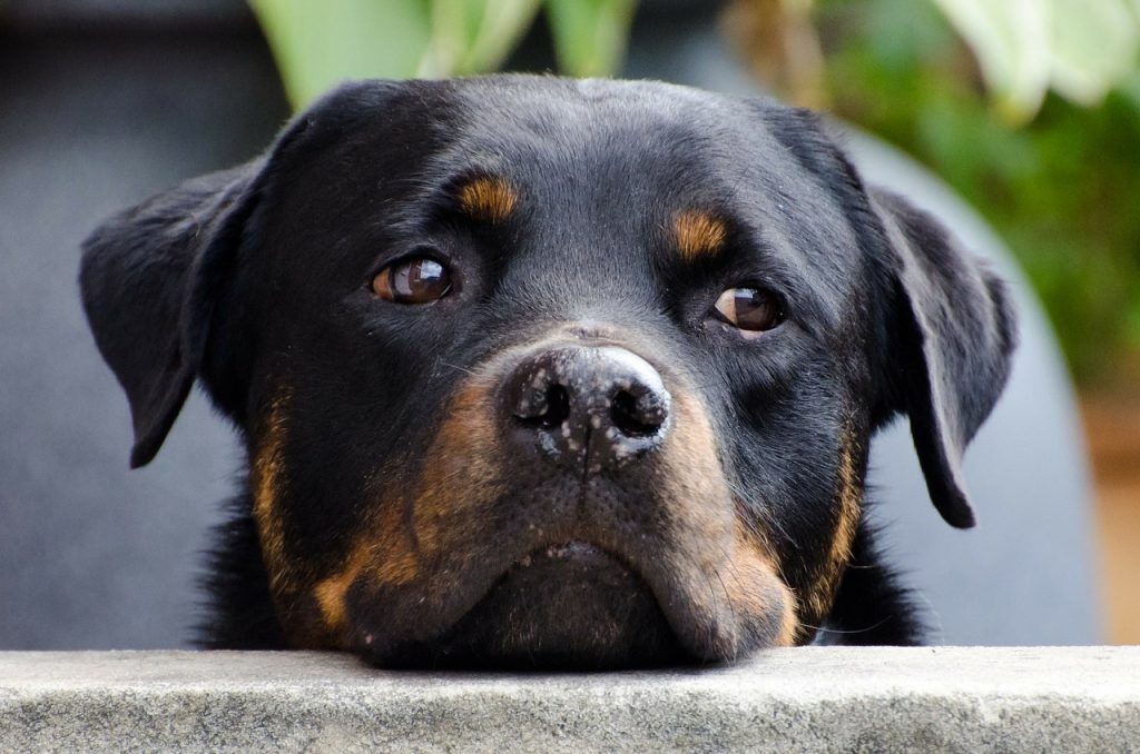Rottweiler health issues