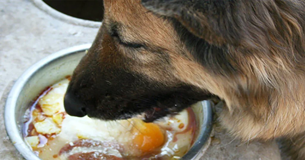 German Shepherd Dog Eating Egg