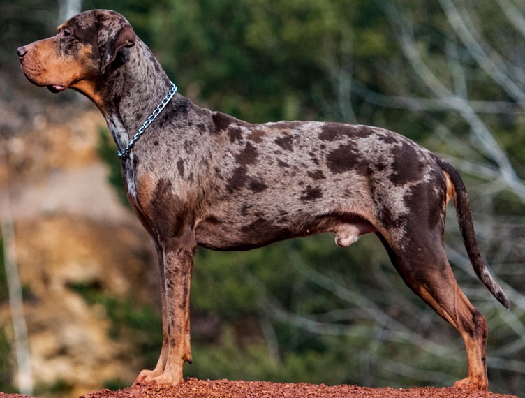 Catahoula Leopard featured image