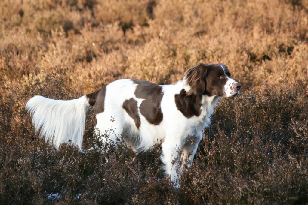 Drentsche patrijshond in grass