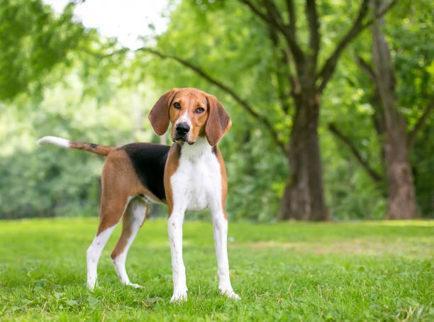 English Foxhound featured image