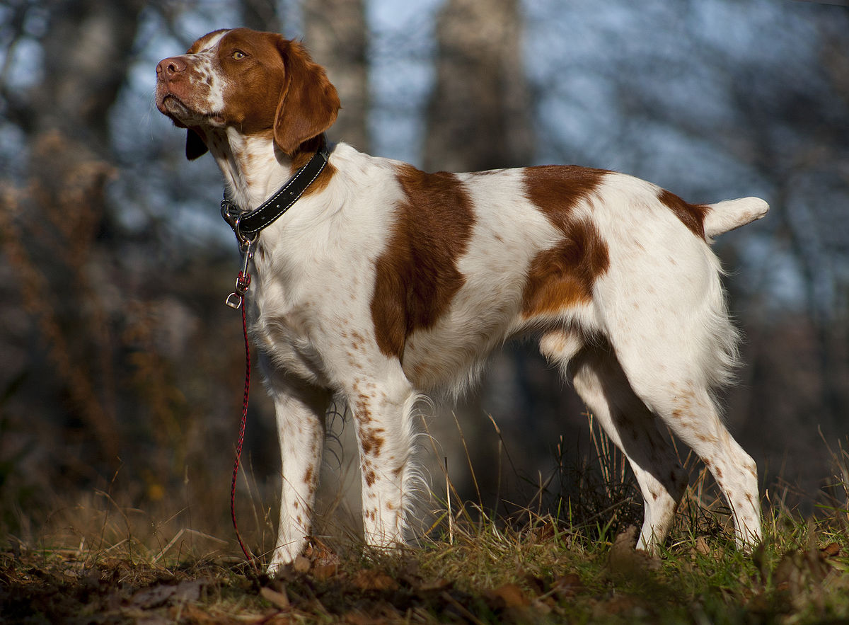 Brittany dog featured image