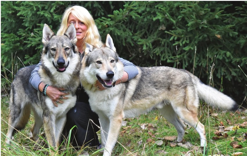 Czechoslovakian Wolfdog with their owner