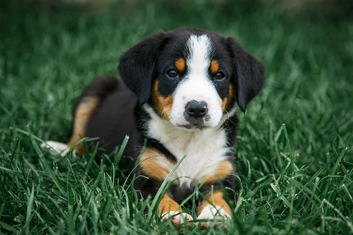 Entlebucher Mountain puppy in grass