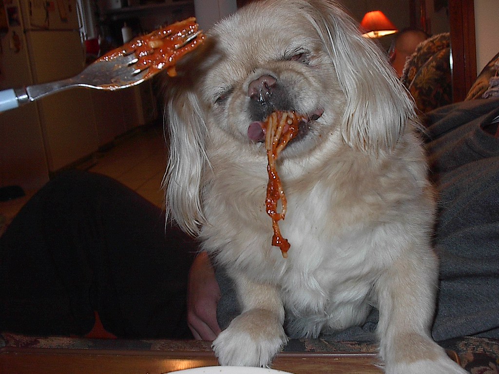 Pekingese dog eating sphagetti
