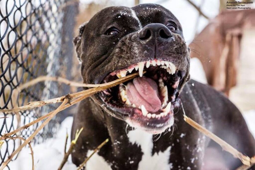 Aggressive American Staffordshire Terrier