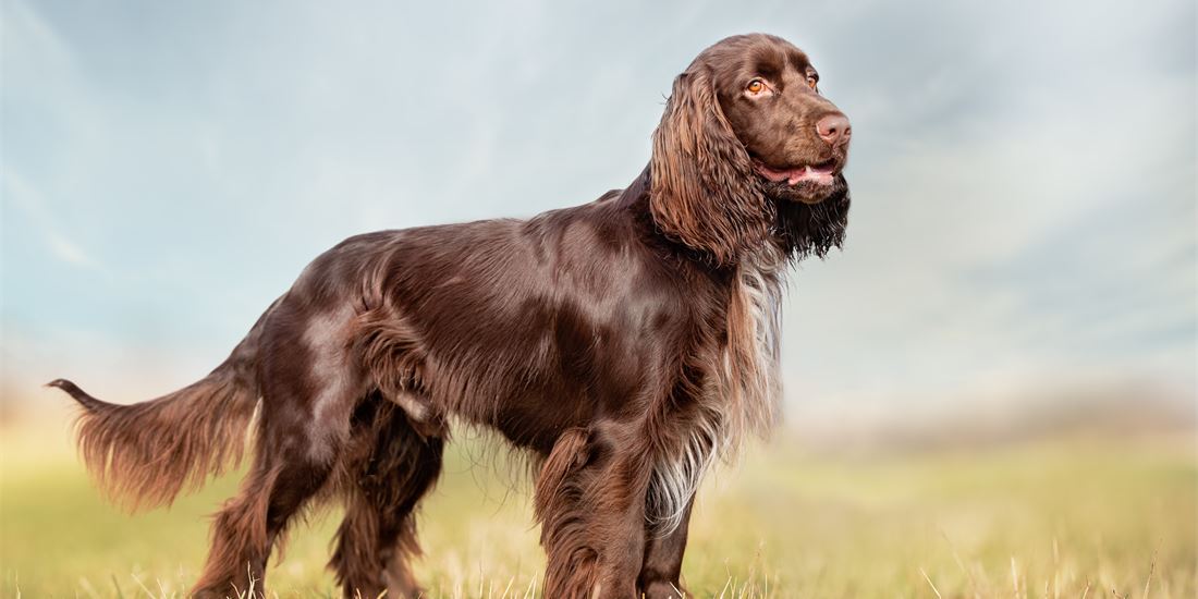Field Spaniel dog featured image