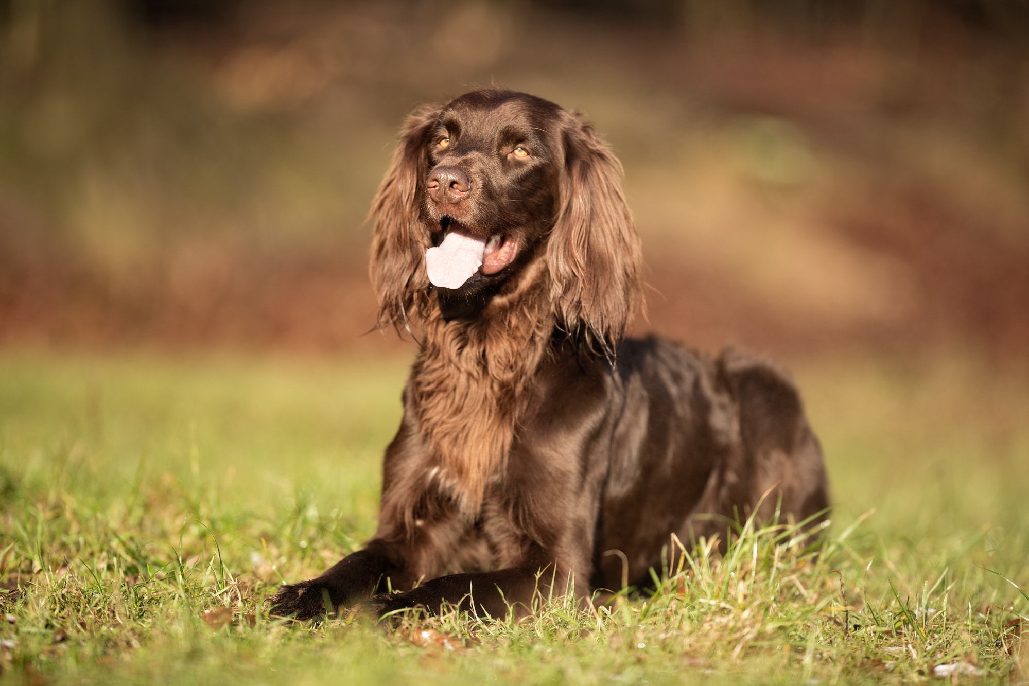 German longhaired pointer featured image
