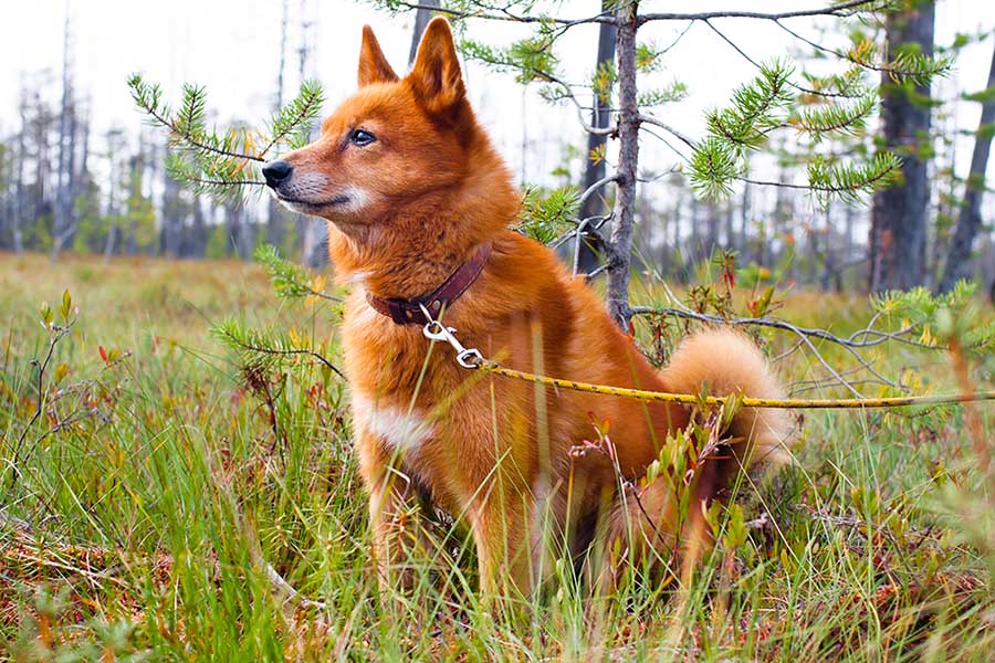 Finnish Spitz dog in forest