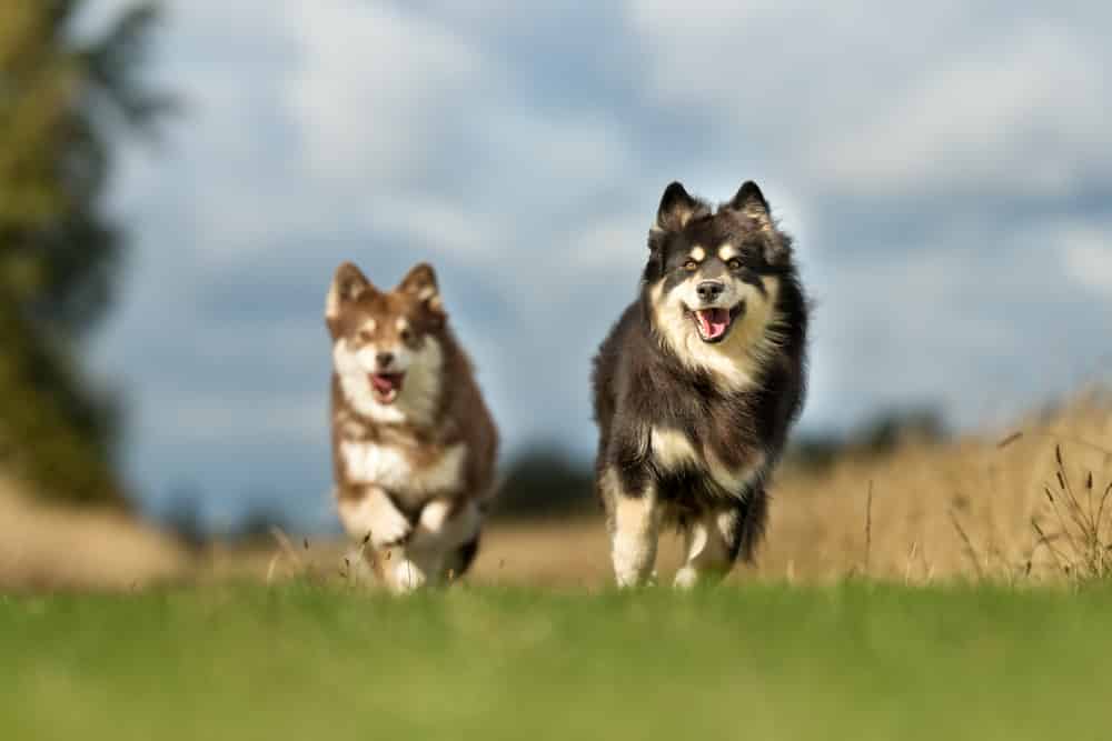 2 Finnish Lapphund dogs