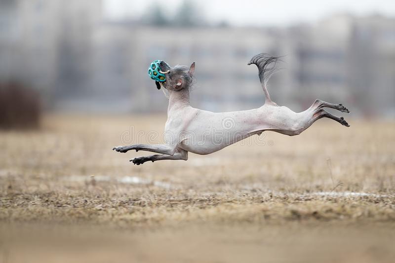 Mexican hairless Dog running