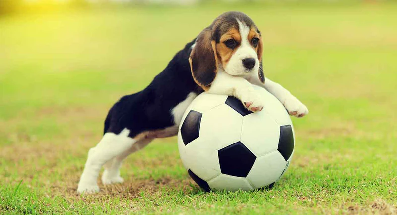 Pocket Beagle with ball