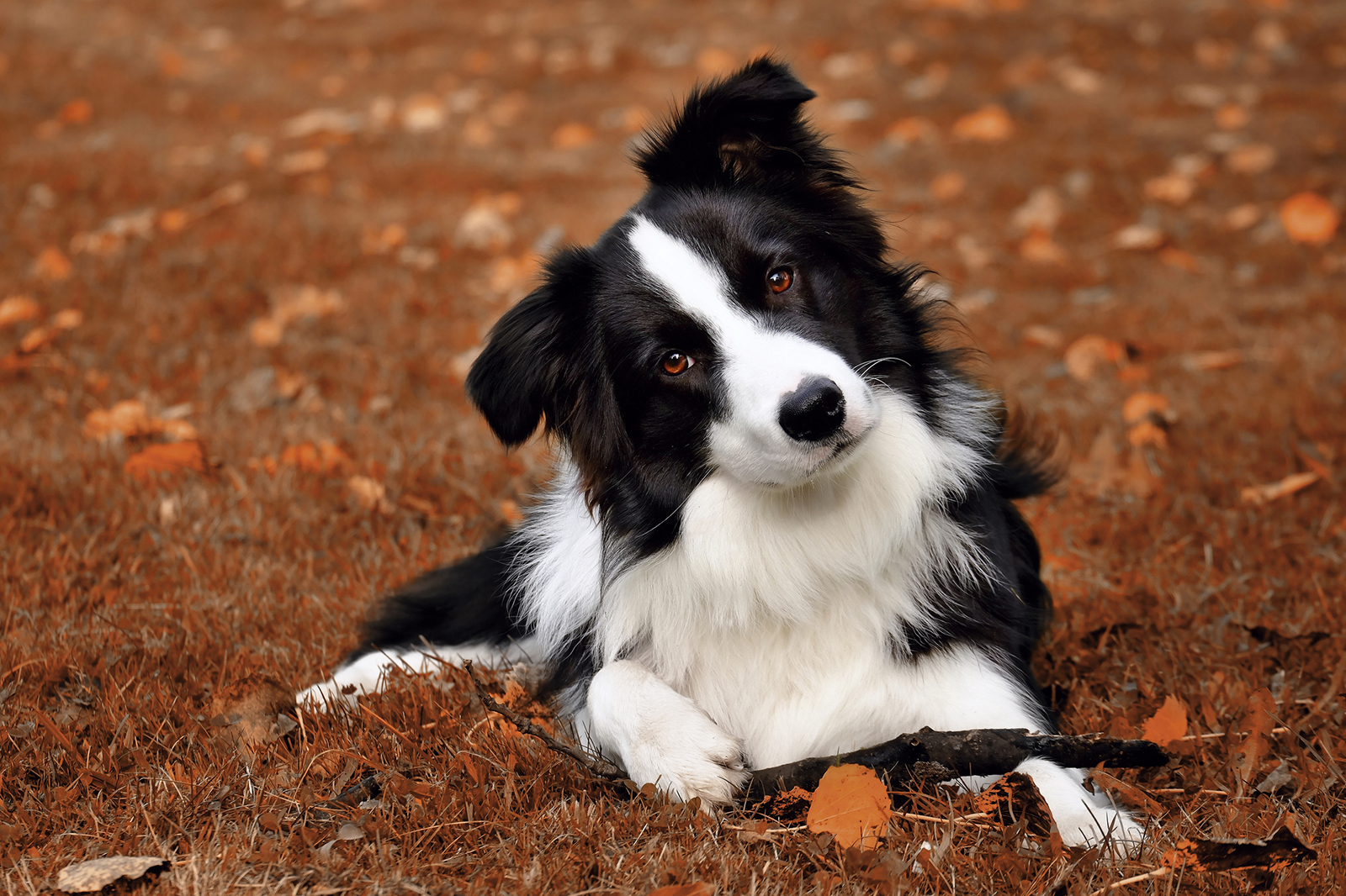 Border Collie Featured Image