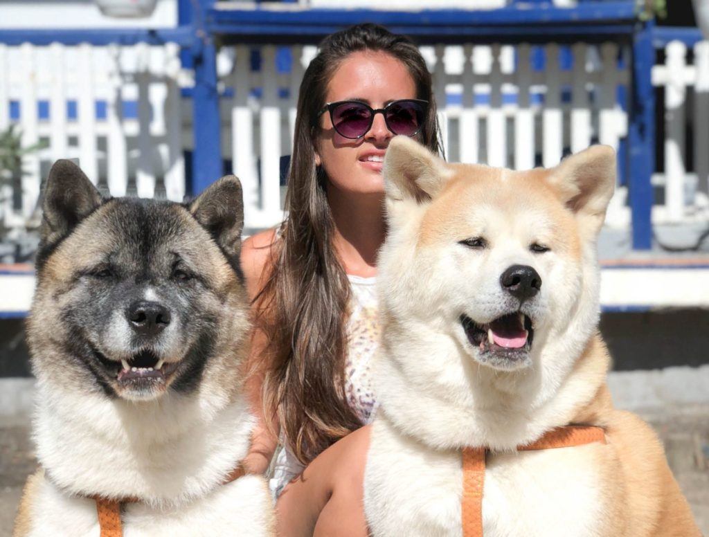 Akita Dog Relation With Their Owner
