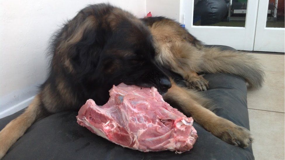 Leonberger eating meat