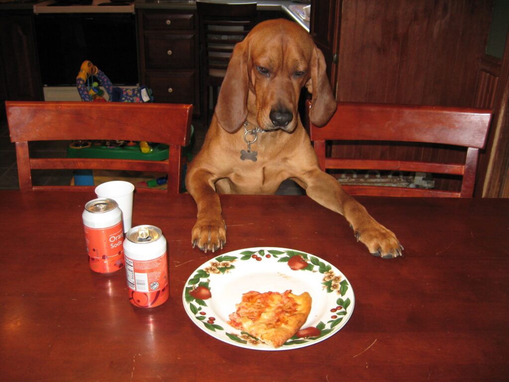 Redbone Coonhound eating pizza