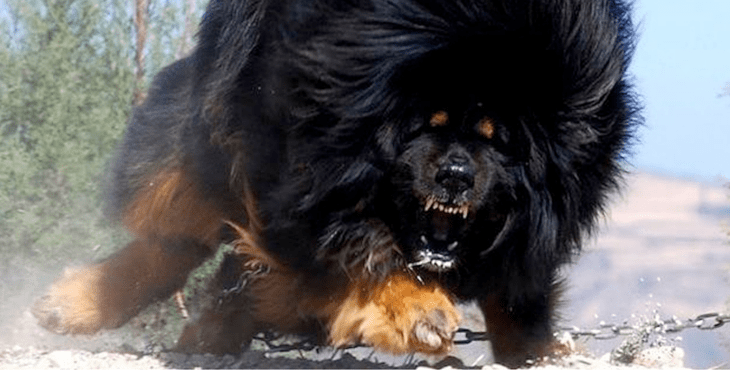 Tibetan Mastiff fghting with another dog