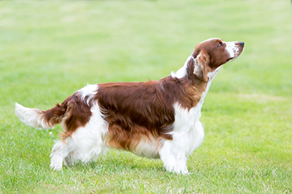 Welsh Springer Spaniel dog featured image