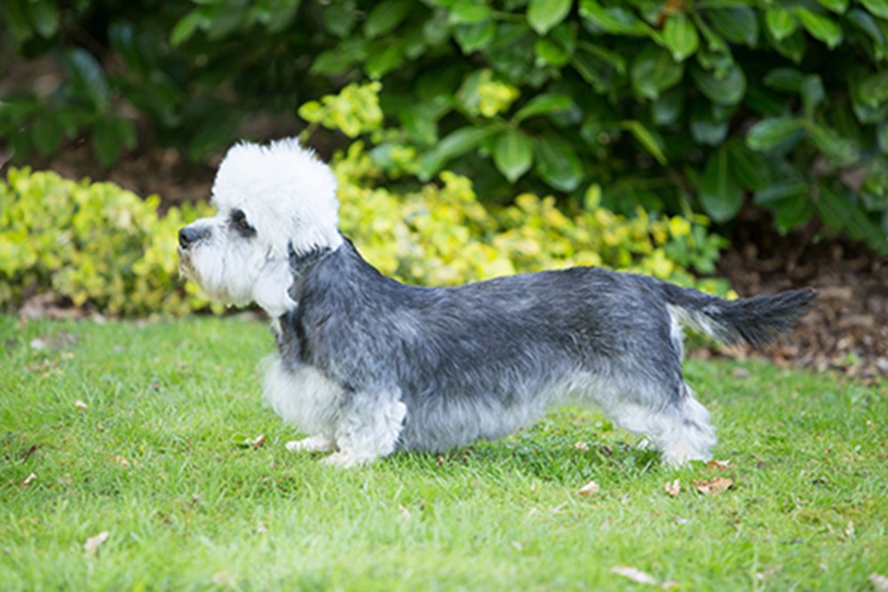 Dandie Dinmont Terrier dog featured image