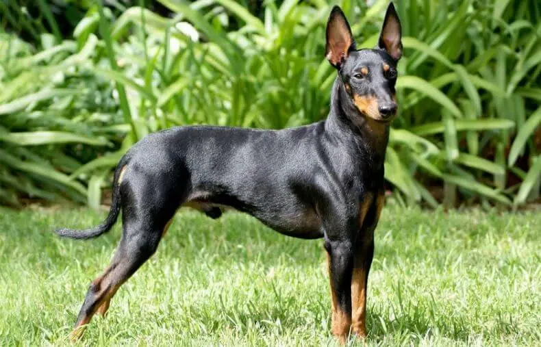 Manchester Terrier dog featured image