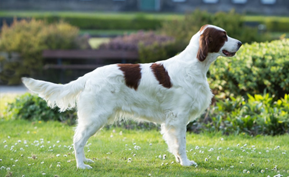 Irish Red and White Setter dog featured image