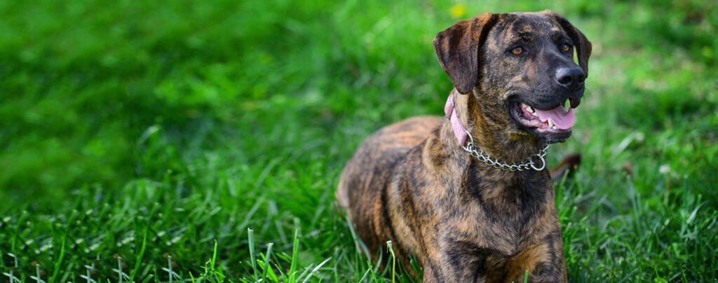 Treeing Tennessee Brindle standing on grass