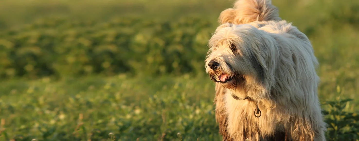 Romanian Mioritic Shepherd dog featured image