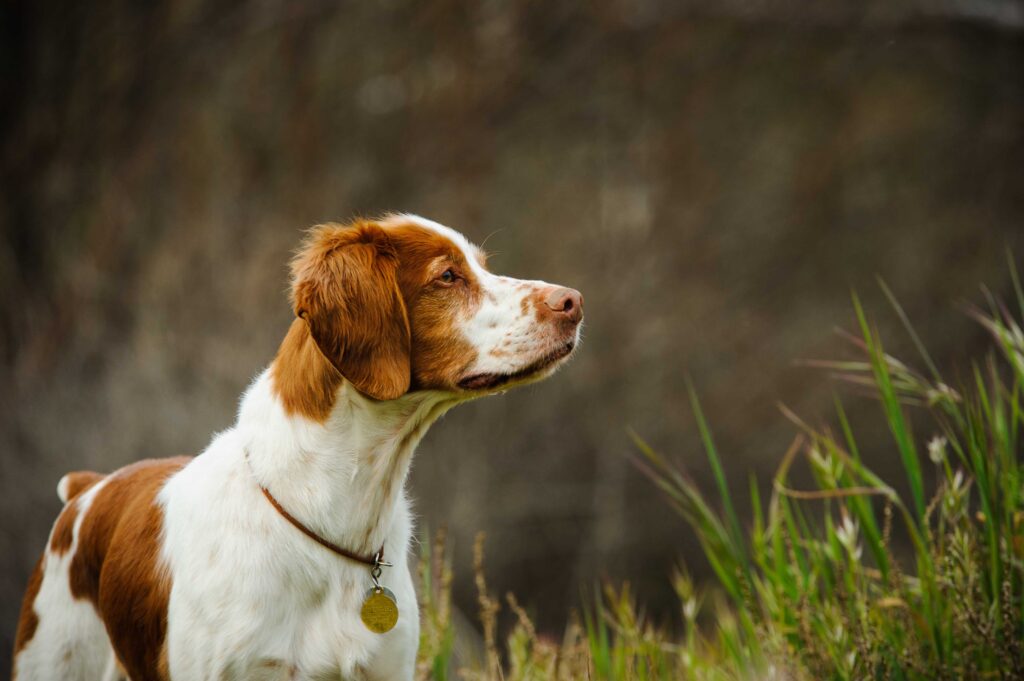 brown white brittany dog