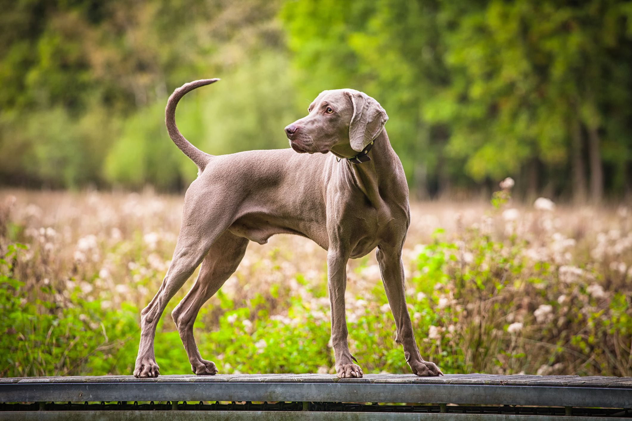 Weimaraner Dog Breed Revealed: Explore the Personality Traits and Charaactersticks