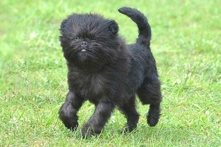 Black Affenpinscher Dog 