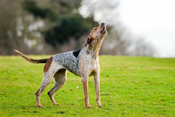 American English Coonhound Howling