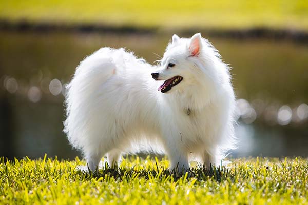 American Eskimo Dog Featured Image