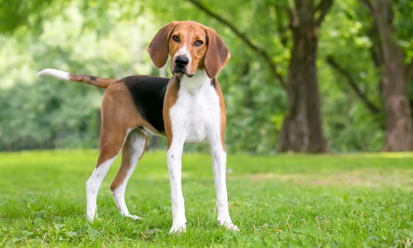 American Fox Hound Featured Image
