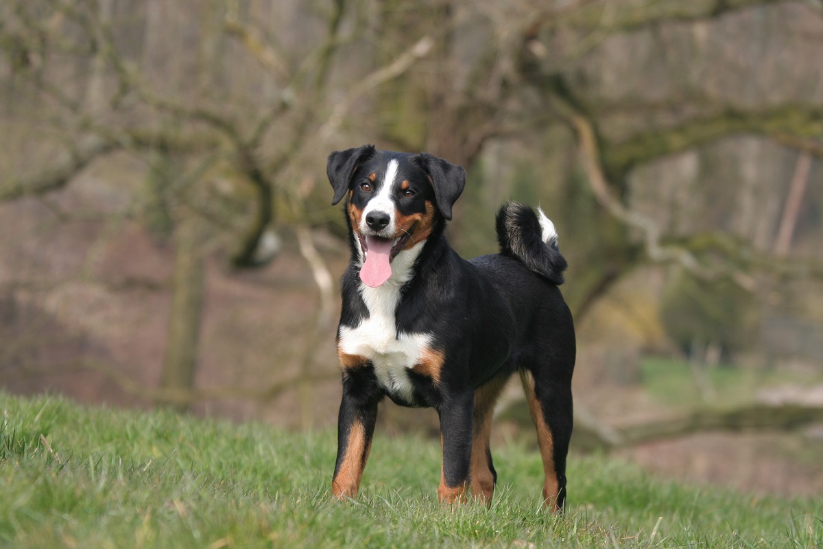 Appenzeller Sennenhund Dog Featured Image