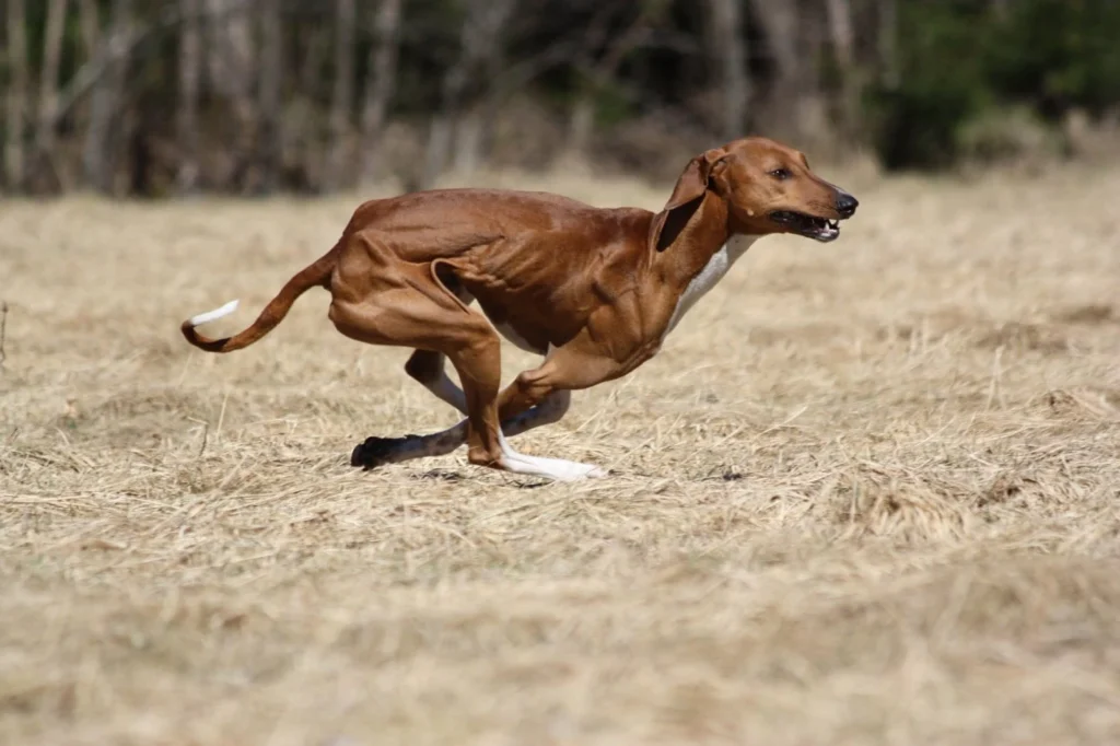 Azawakh Dog Running