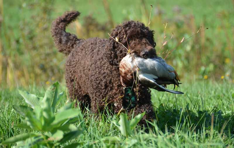 Barbet Dog Eating Food