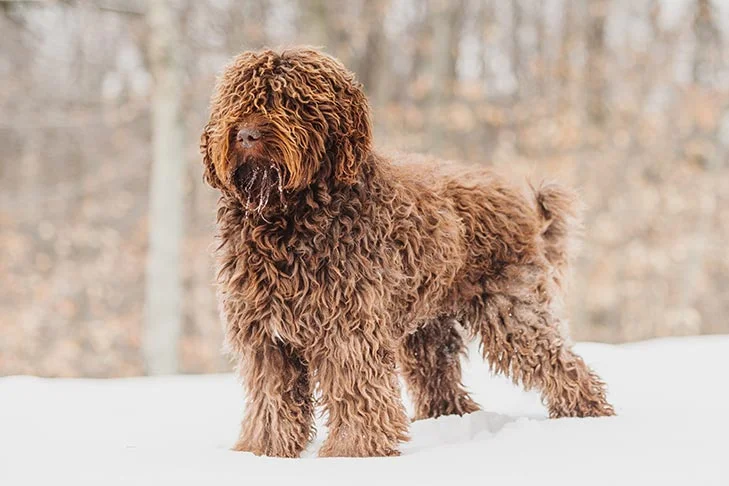 Barbet Dog Standing in the Snow