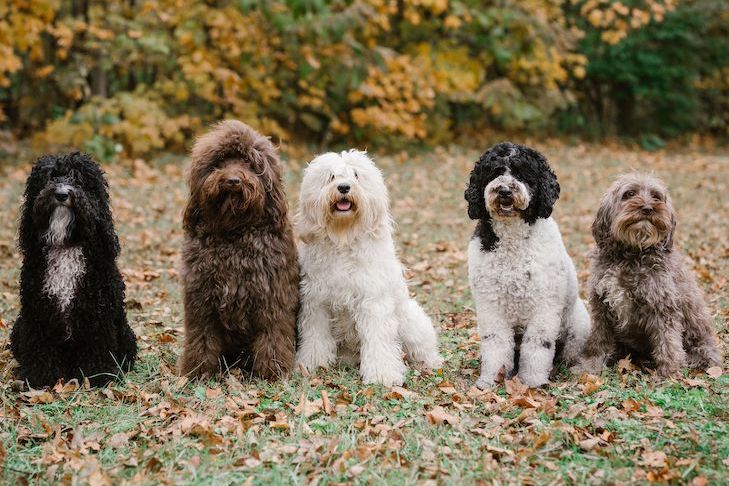 5 Barbet Dogs Group Image