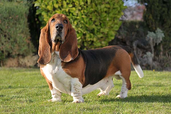 Bsset Hound Standing in the Garden