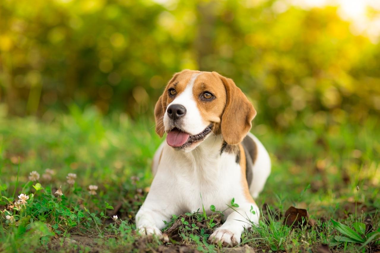 Pocket Beagle dog featured image