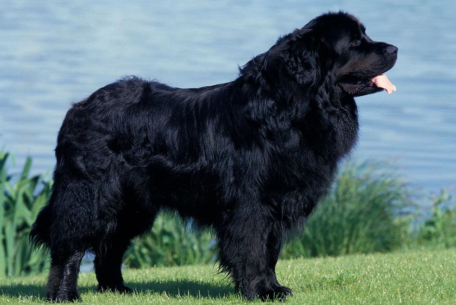 Newfoundland dog featured image