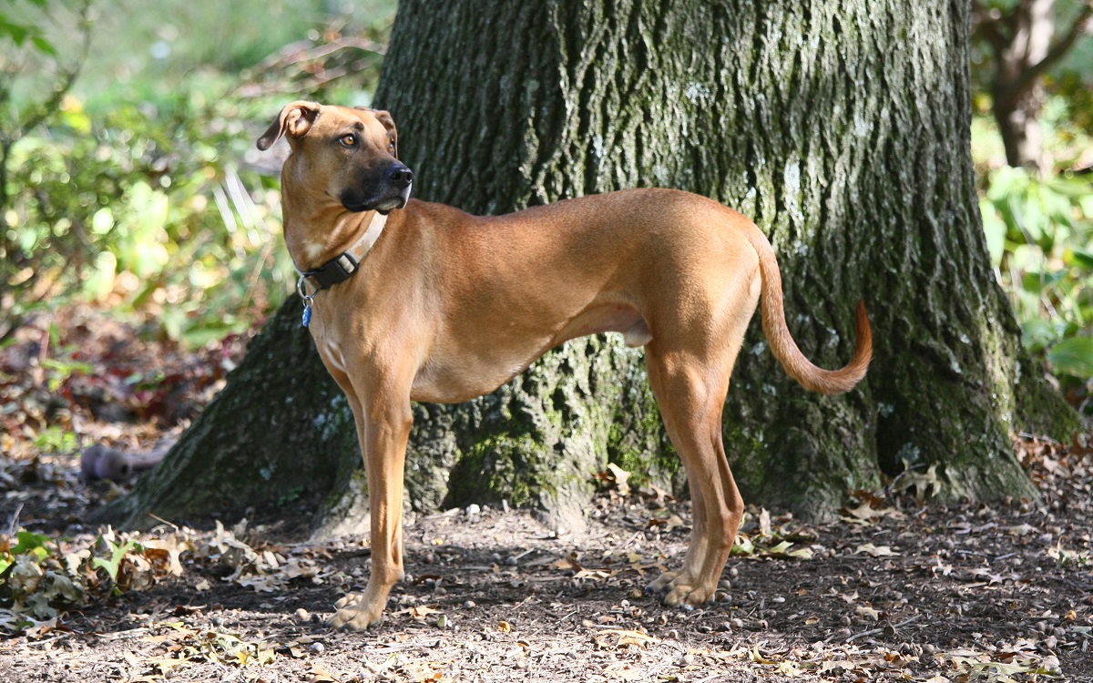 Mountain Cur dog featured image