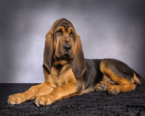 Bloodhound on Black Carpet